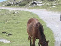 Un pottock en liberté au sommet de la Rhune